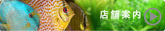 熱帯魚入荷情報